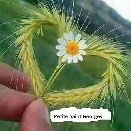 Avec Jardin Prive A 100mt Du Apartman